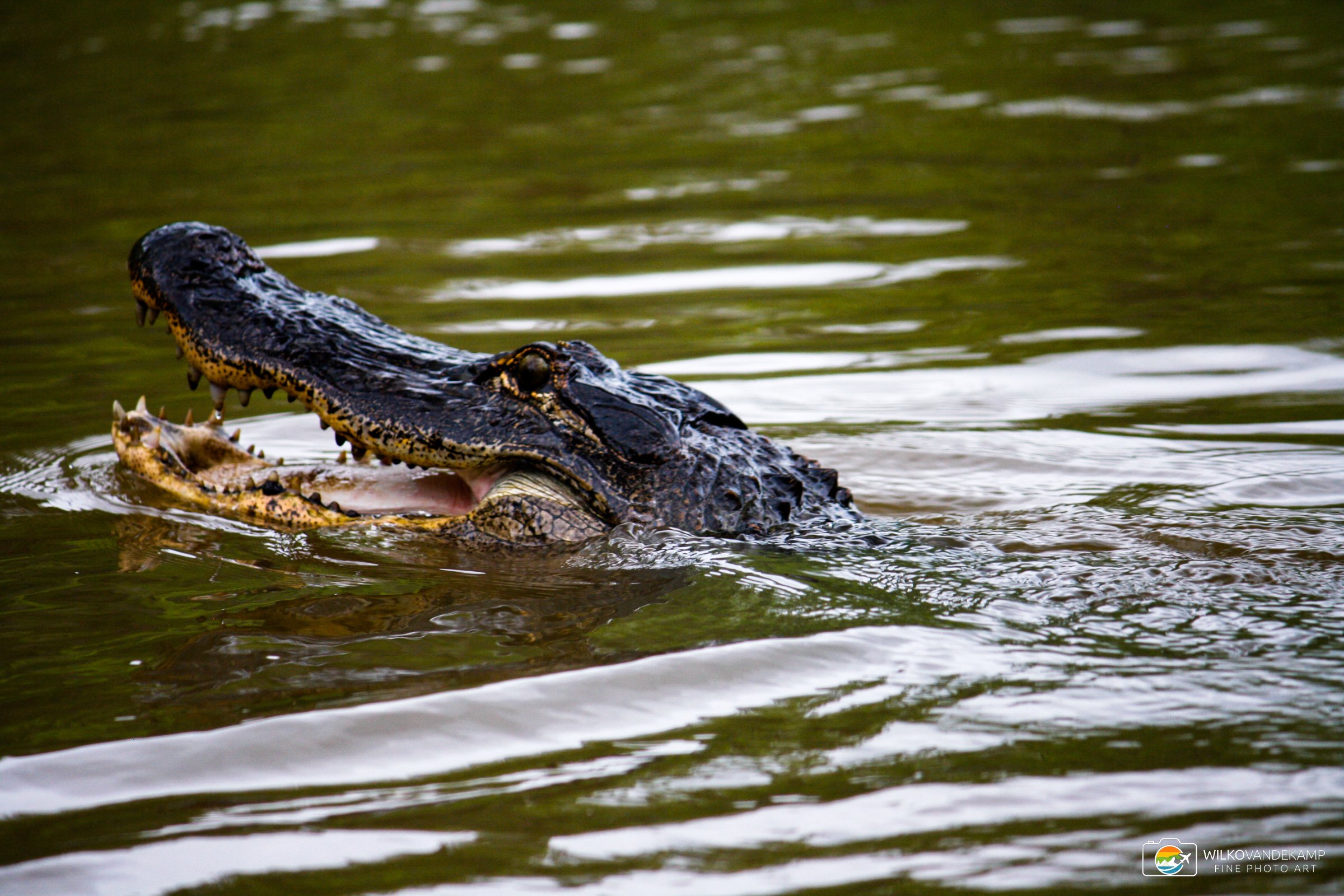 Alligator