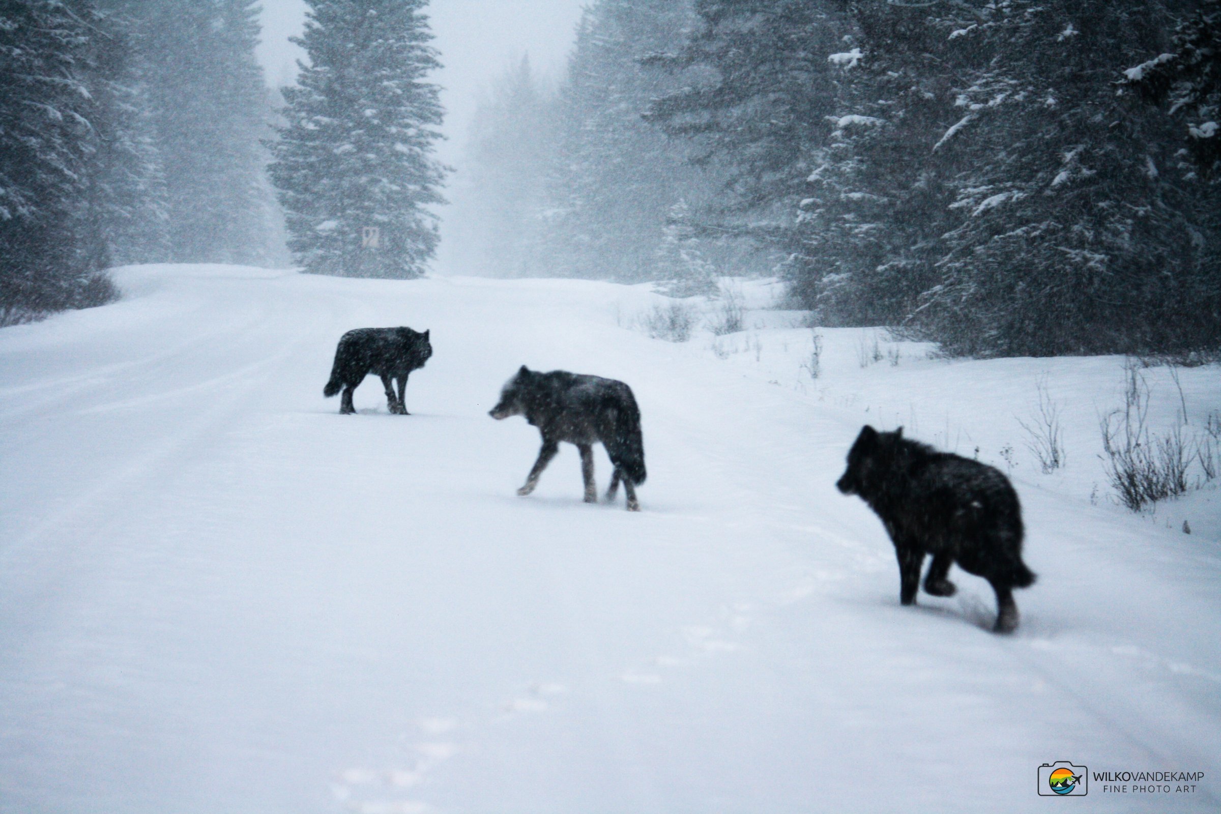 Wolves in the snow
