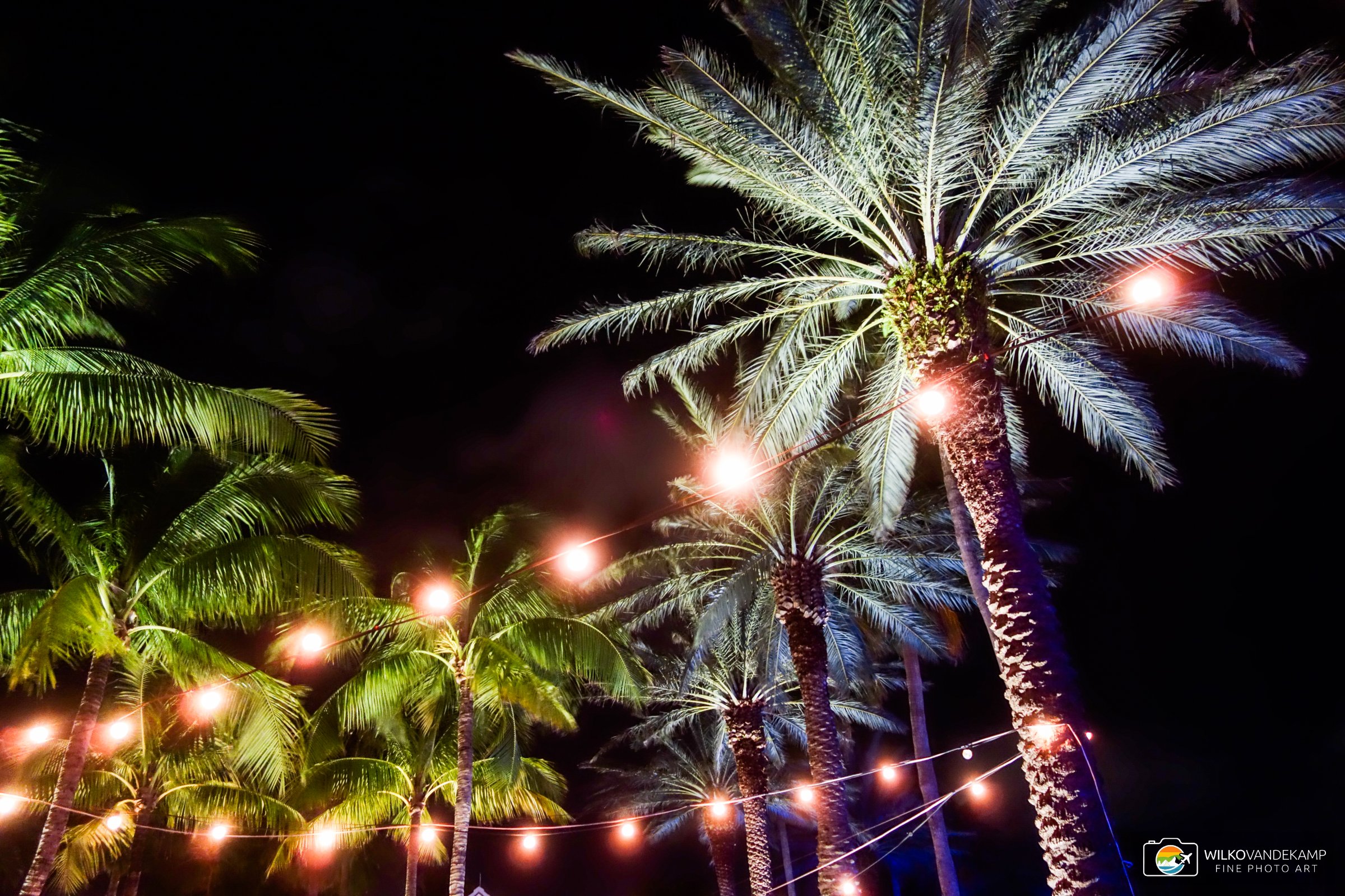 Palm trees at night