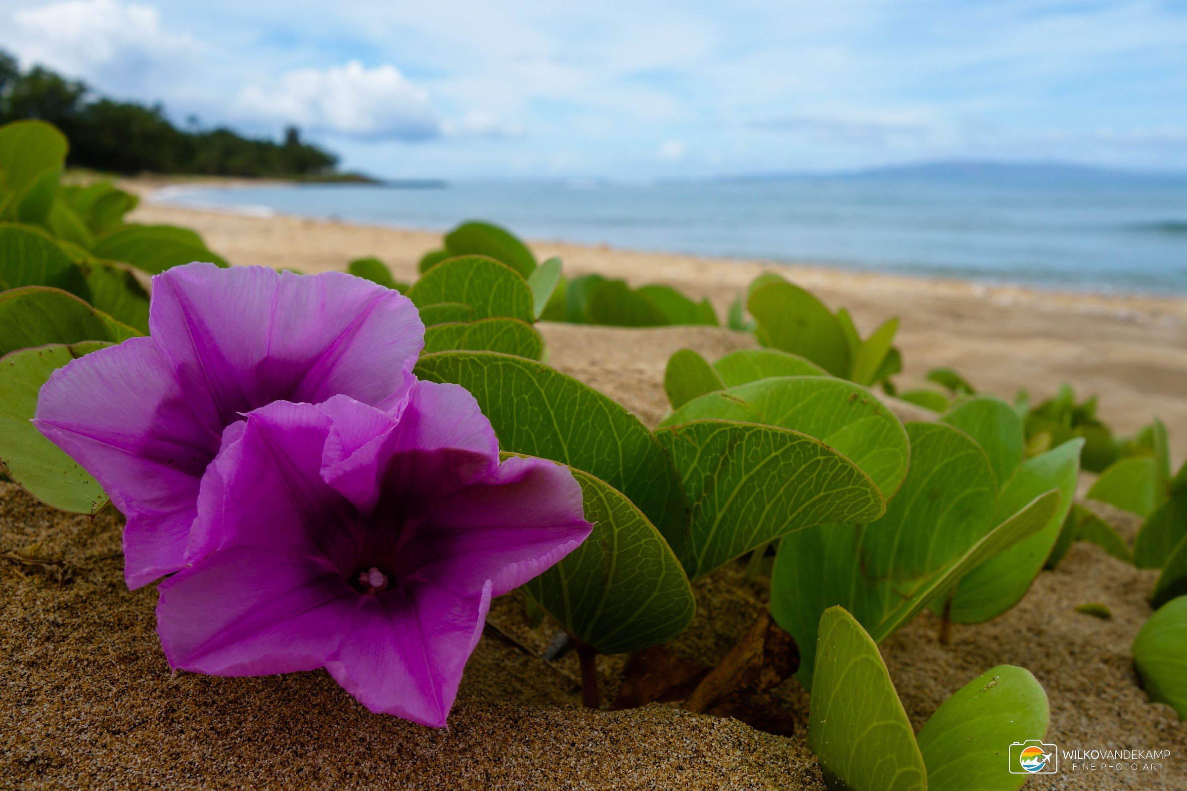 Maui Flower