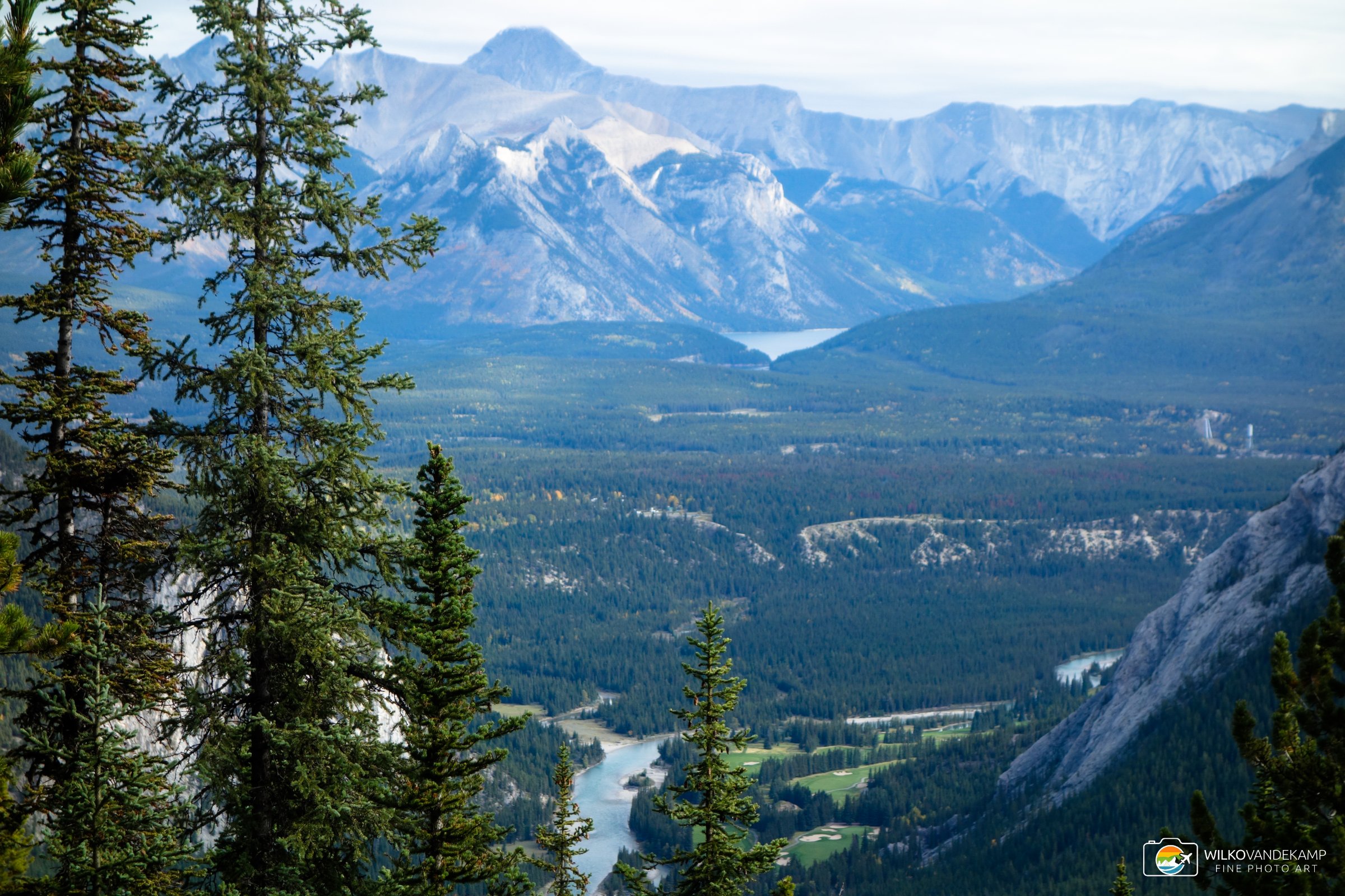 Trees above Banff