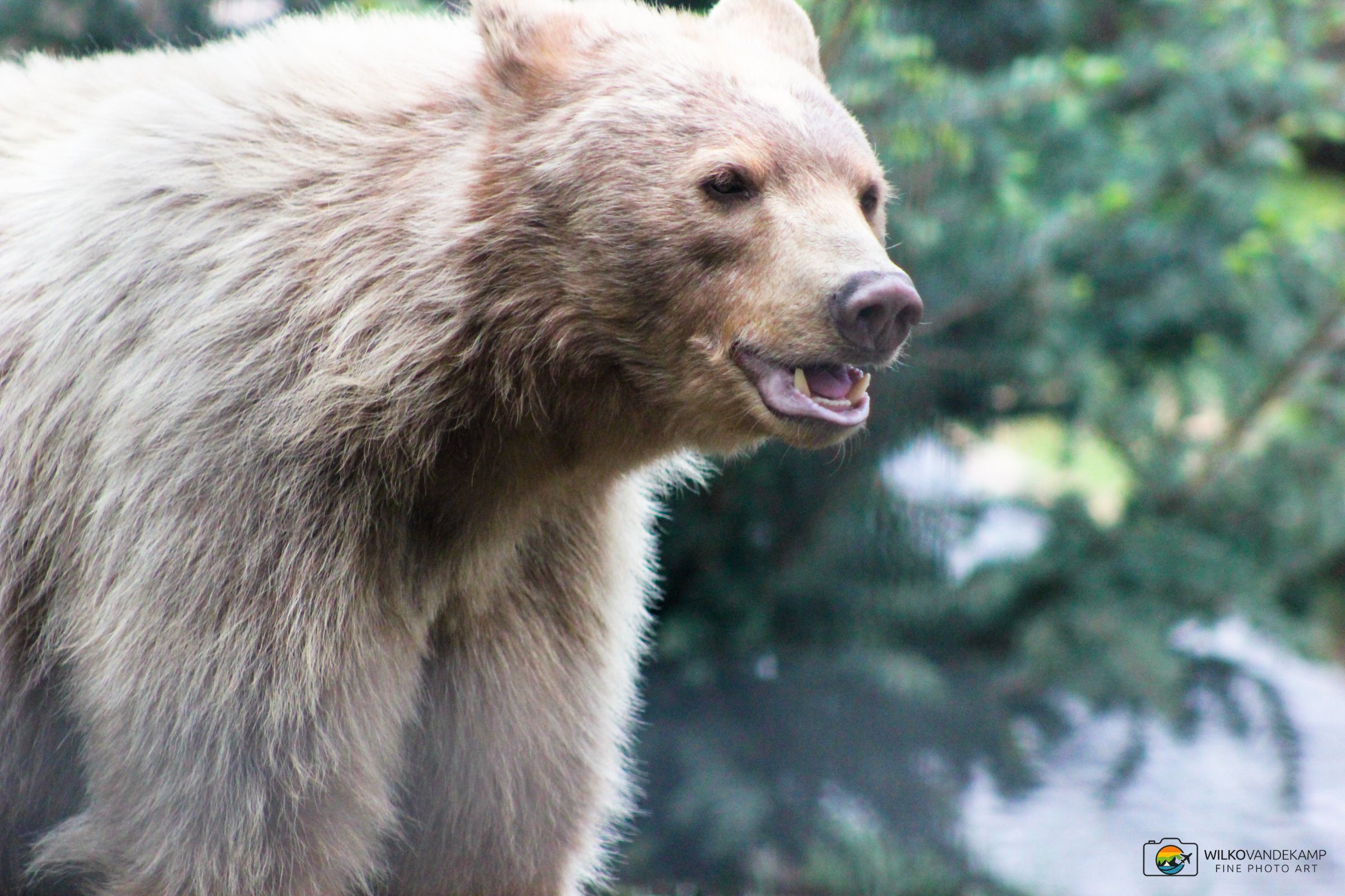 Spirit Bear