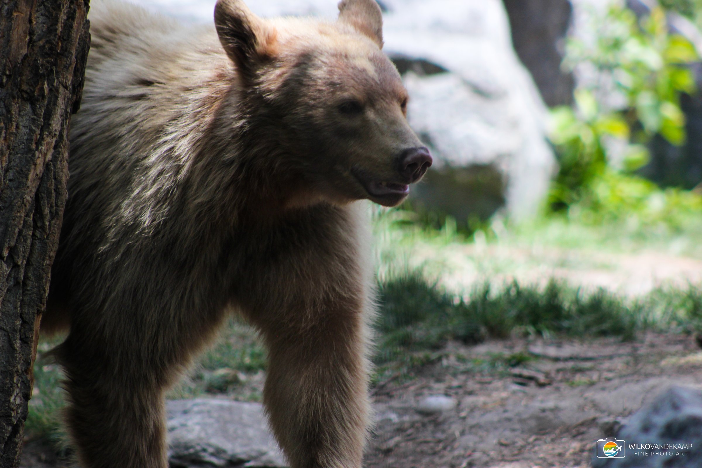 Kermode bear