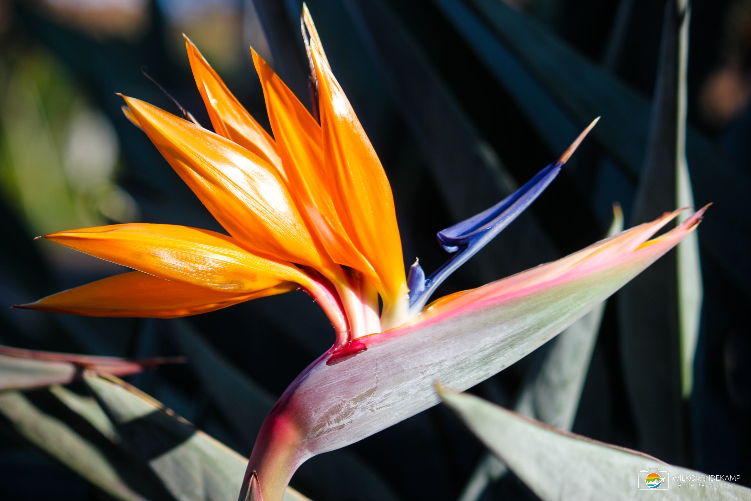 Bird of Paradise