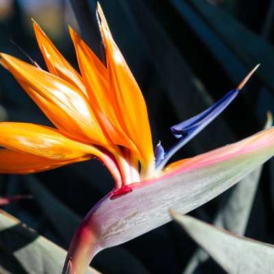 Bird of Paradise