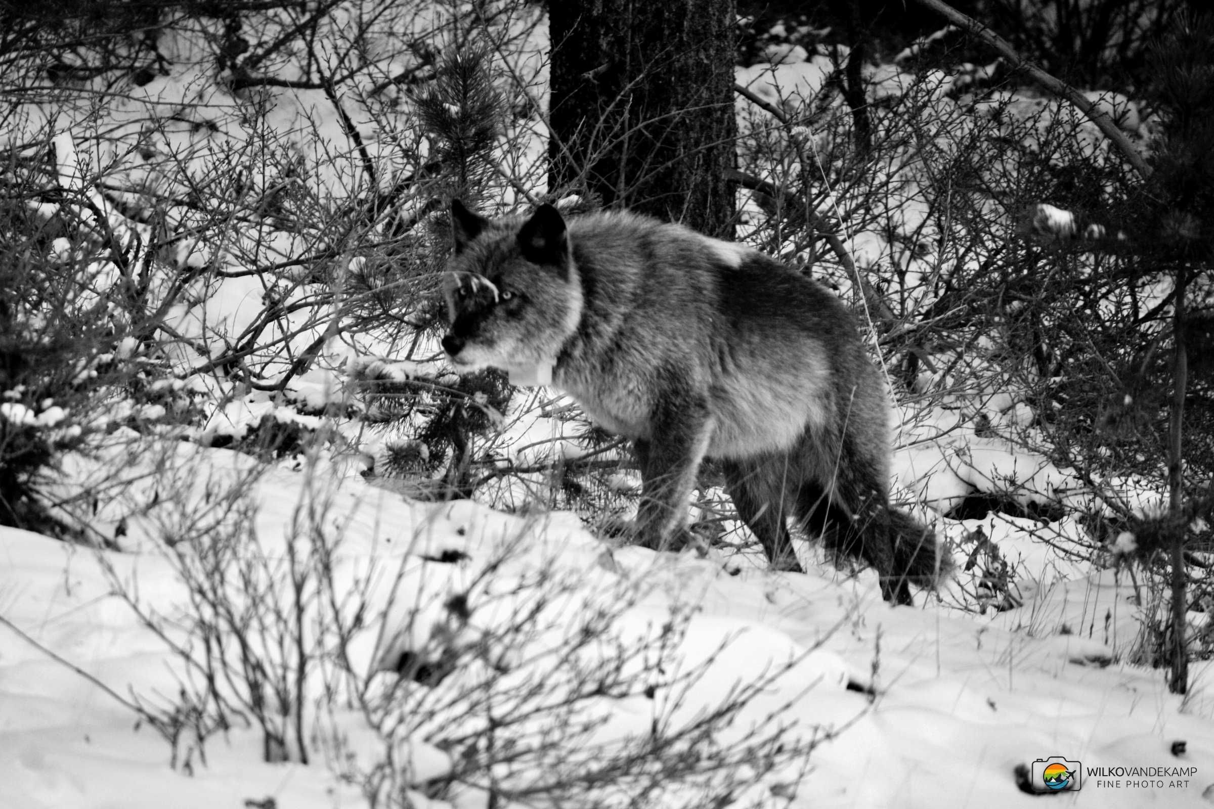 Wolf in the snow