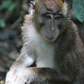 Monkey Business
