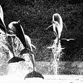 Dolphin Dance