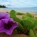 Relaxing Flowers in the Sand