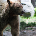 The Spirit Bear