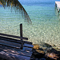 Tropical Dreams